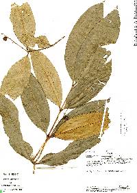 Image of Calyptranthes densiflora