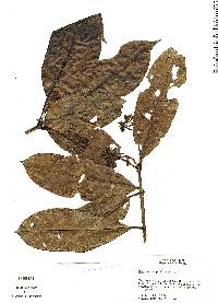 Neea macrophylla image
