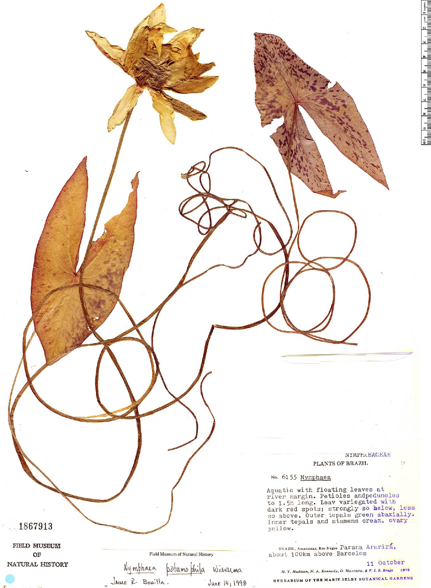 Nymphaea potamophila image