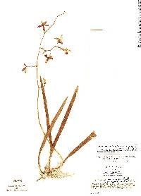 Image of Encyclia guatemalensis