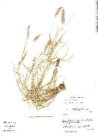 Image of Cenchrus ciliaris