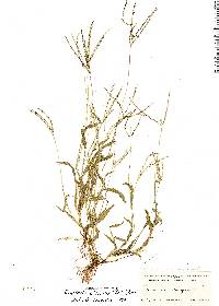 Image of Digitaria ciliaris