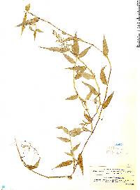 Image of Panicum stoloniferum