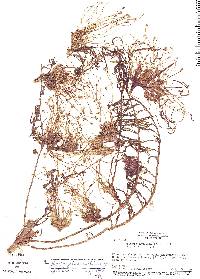 Image of Apinagia guyanensis