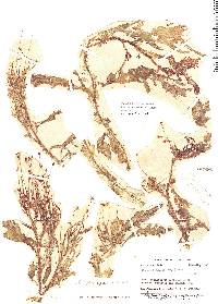 Apinagia longifolia image