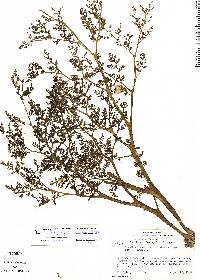 Lophogyne capillacea image