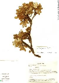 Image of Polylepis lanuginosa