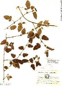 Rubus coriaceus image