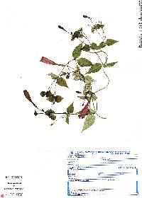 Image of Manettia cordifolia