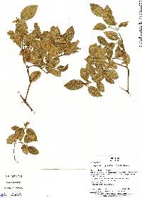 Psychotria prunifolia image