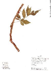 Image of Paullinia serjaniifolia