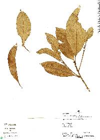 Image of Pouteria oblanceolata