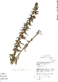 Image of Alectra fluminensis