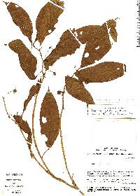 Image of Capsicum lycianthoides