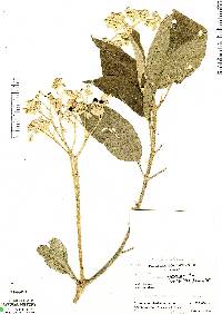 Image of Solanum appressum