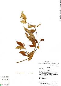 Image of Turnera hindsiana