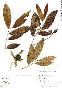 Image of Gloeospermum sphaerocarpum