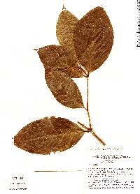 Image of Rinorea macrocarpa