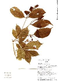 Image of Rinorea viridifolia