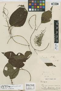 Image of Dioscorea nicolasensis