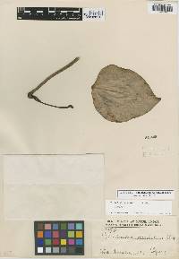 Philodendron ecordatum image