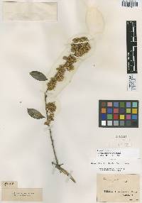 Dasyphyllum floribundum image