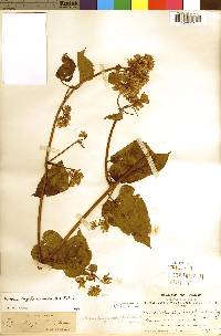 Willoughbya longiflora image