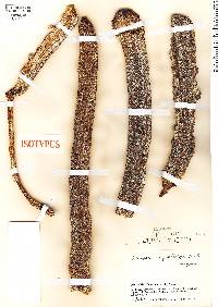 Image of Cecropia megastachya