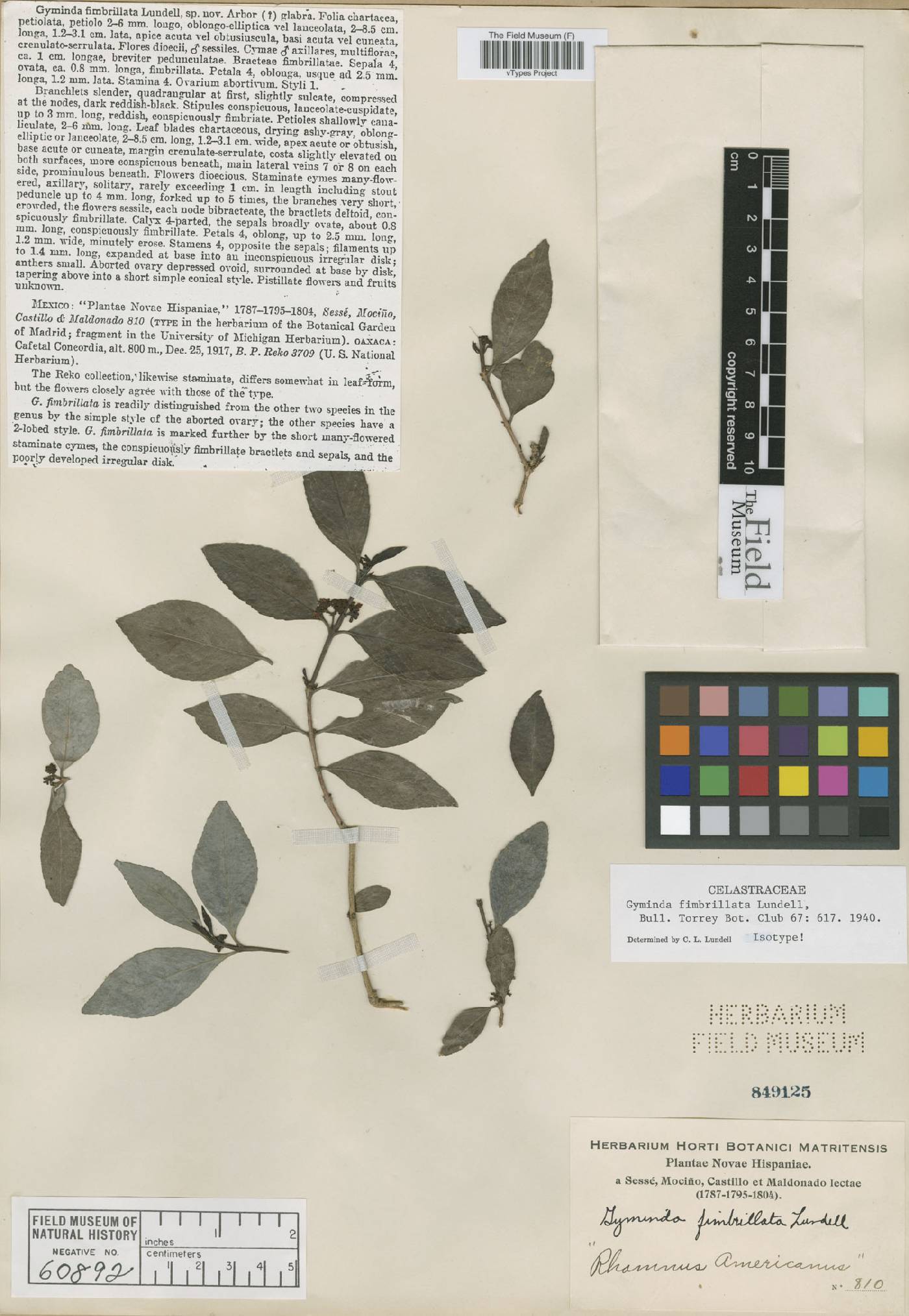 Gyminda latifolia image