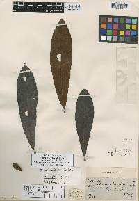 Buchenavia reticulata image