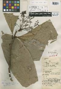 Image of Aiouea angulata