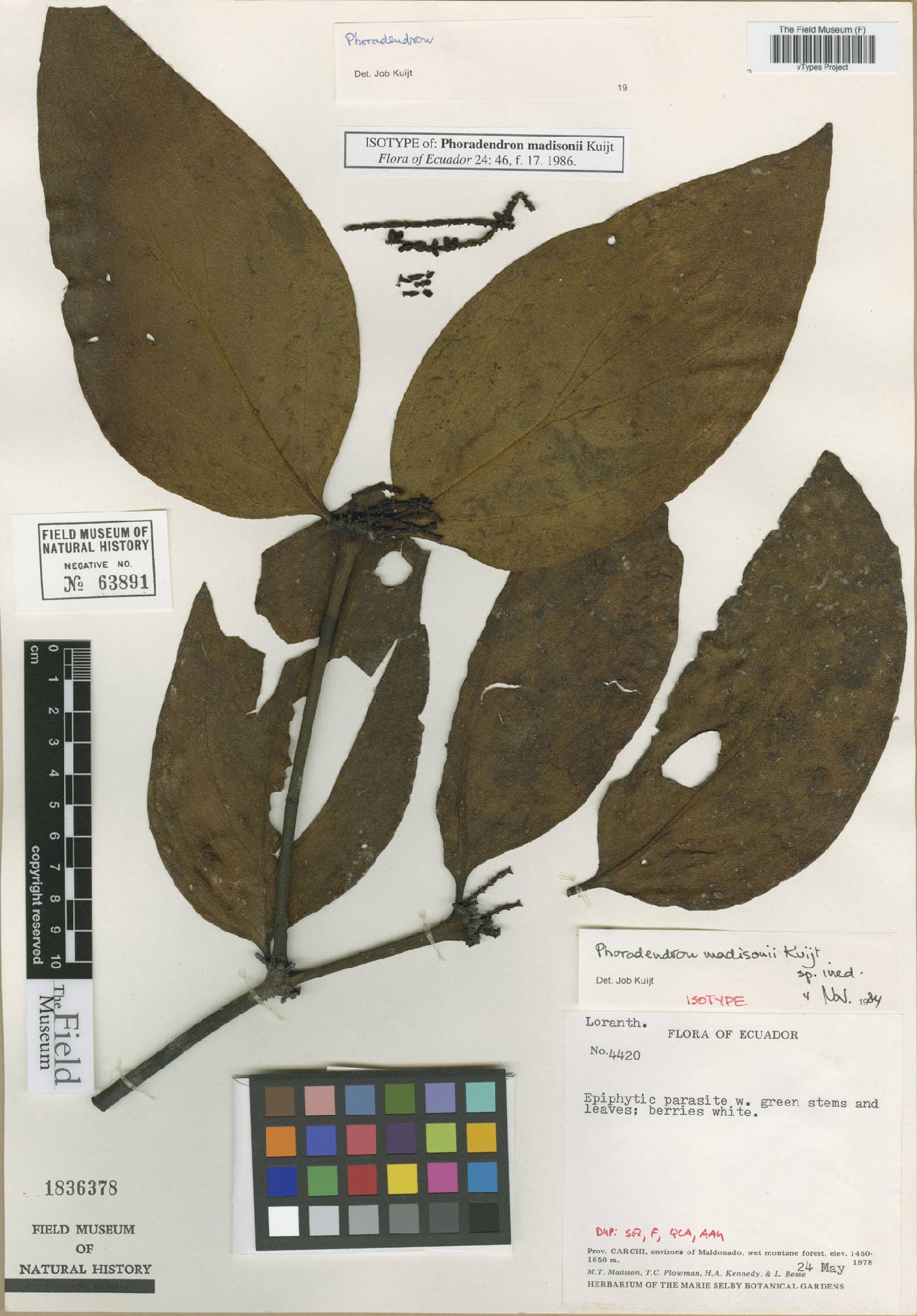 Phoradendron madisonii image
