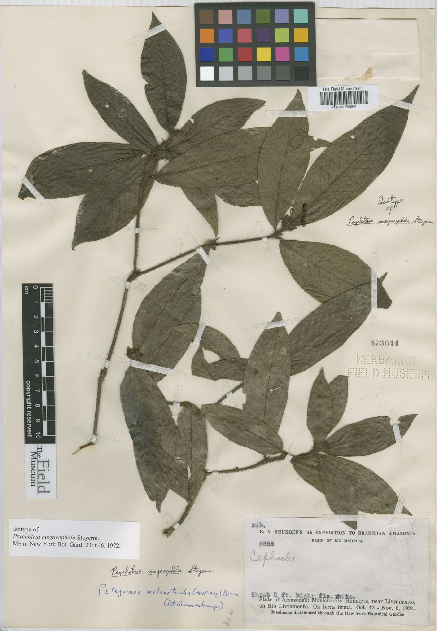 Psychotria megacephala image