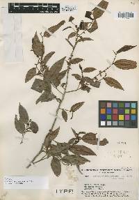 Image of Chrysophyllum acreanum