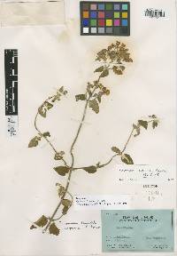 Image of Calceolaria sericea