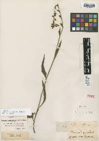 Image of Amasonia angustifolia