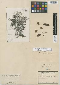 Image of Copaifera coriacea