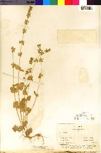 Image of Stachys arvensis