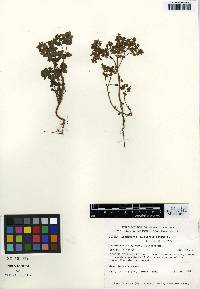 Image of Euphorbia peplus