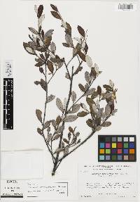 Euphronia acuminatissima image