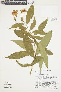 Brunfelsia grandiflora image