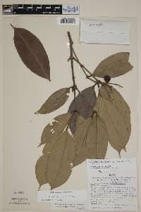 Image of Calyptranthes brevispicata