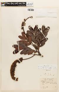 Dimorphandra vernicosa image