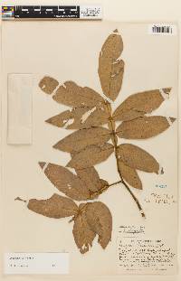 Inga adenophylla image