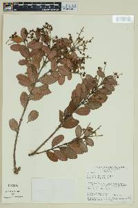 Myrcia venulosa image
