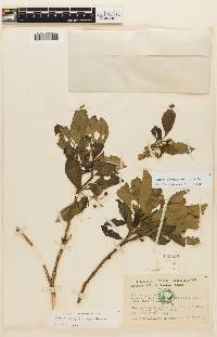 Image of Axinaea oblongifolia