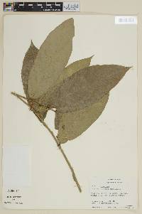 Cestrum megalophyllum image
