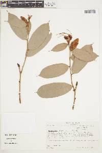 Image of Cavendishia engleriana