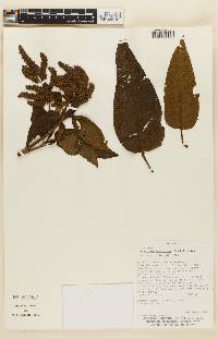 Lepechinia vesiculosa image