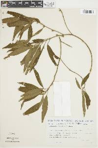 Ossaea angustifolia image